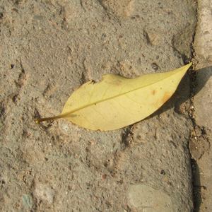 日本一道免费一区二区三区
